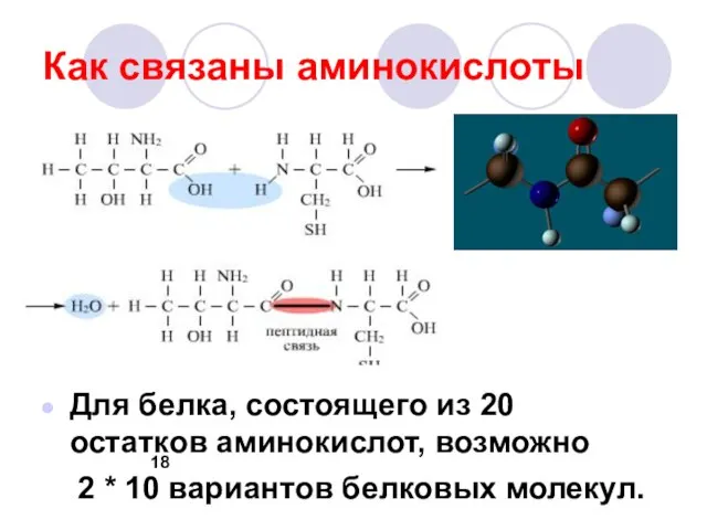 Как связаны аминокислоты Для белка, состоящего из 20 остатков аминокислот, возможно 2