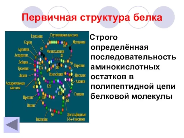 Первичная структура белка Строго определённая последовательность аминокислотных остатков в полипептидной цепи белковой молекулы