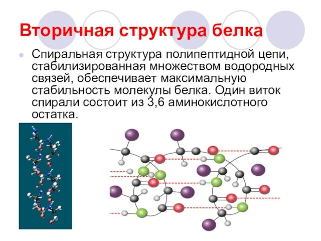 Вторичная структура белка Спиральная структура полипептидной цепи, стабилизированная множеством водородных связей, обеспечивает