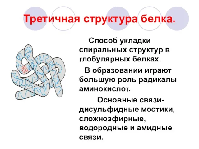 Третичная структура белка. Способ укладки спиральных структур в глобулярных белках. В образовании