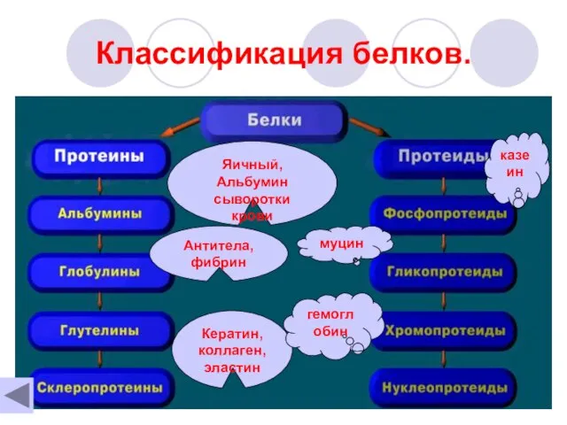 Классификация белков. Яичный, Альбумин сыворотки крови Антитела, фибрин Кератин, коллаген, эластин казеин муцин гемоглобин