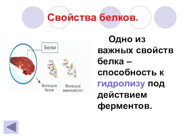 Свойства белков. Одно из важных свойств белка – способность к гидролизу под действием ферментов.