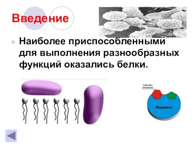 Введение Наиболее приспособленными для выполнения разнообразных функций оказались белки.