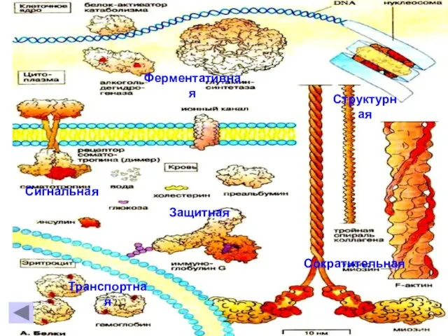 Биологическое значение белков Структурная Сократительная Защитная Ферментативная Транспортная Сигнальная