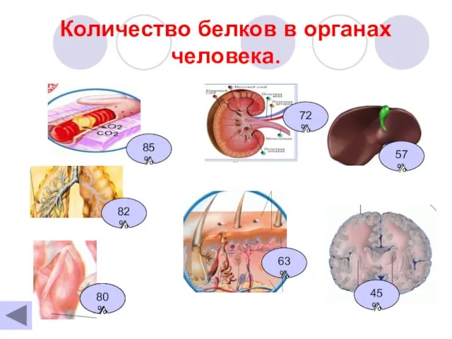 Количество белков в органах человека. 80 % 80 % 82 % 85