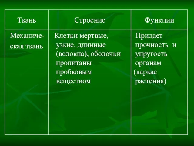 Придает прочность и упругость органам (каркас растения) Клетки мертвые, узкие, длинные (волокна),