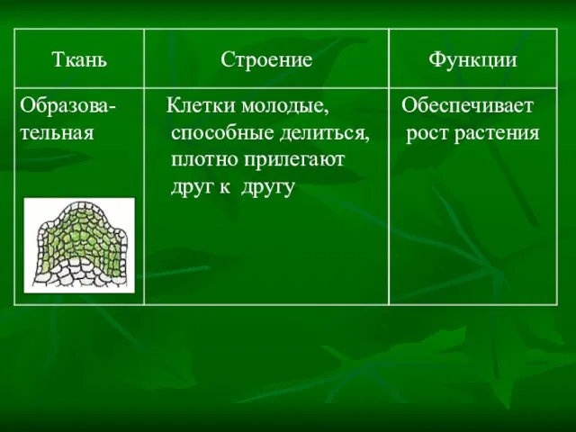 Обеспечивает рост растения Клетки молодые, способные делиться, плотно прилегают друг к другу