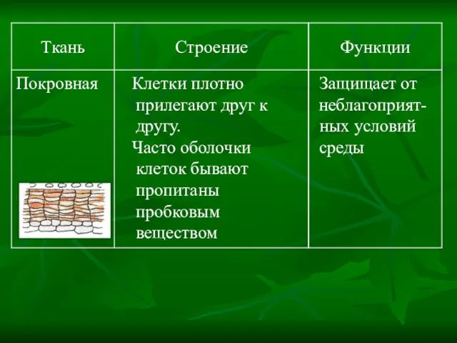 Защищает от неблагоприят- ных условий среды Клетки плотно прилегают друг к другу.