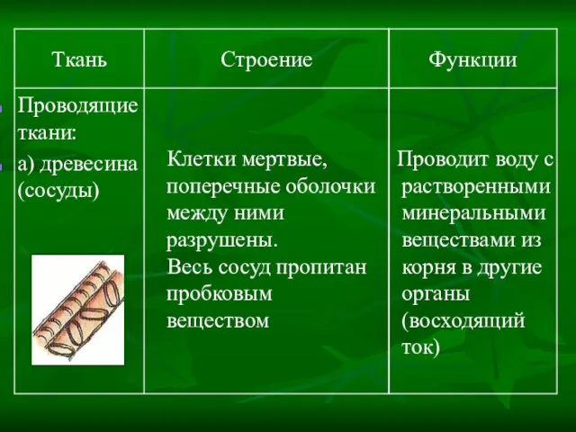 Проводит воду с растворенными минеральными веществами из корня в другие органы (восходящий