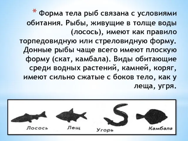 Форма тела рыб связана с условиями обитания. Рыбы, живущие в толще воды