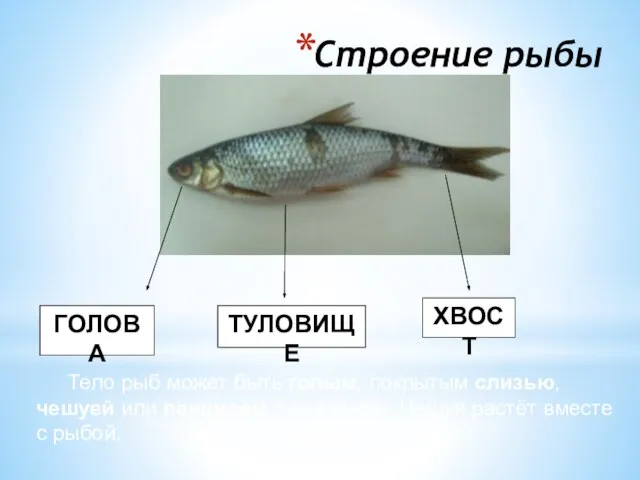 Строение рыбы Тело рыб может быть голым, покрытым слизью, чешуей или панцирем