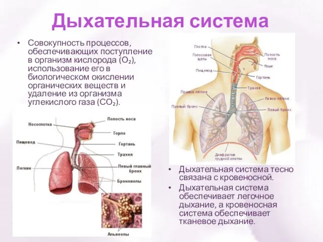 Дыхательная система Совокупность процессов, обеспечивающих поступление в организм кислорода (О₂), использование его