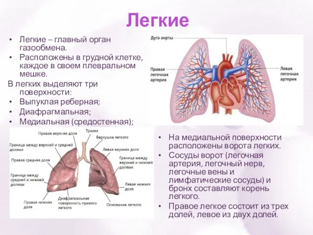 Легкие Легкие – главный орган газообмена. Расположены в грудной клетке, каждое в