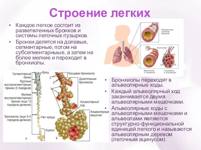 Строение легких Каждое легкое состоит из разветвленных бронхов и системы легочных пузырков.