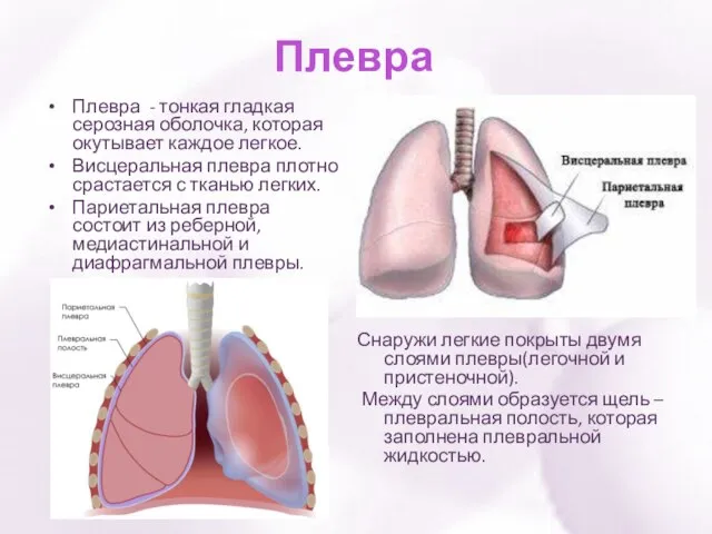 Плевра Снаружи легкие покрыты двумя слоями плевры(легочной и пристеночной). Между слоями образуется