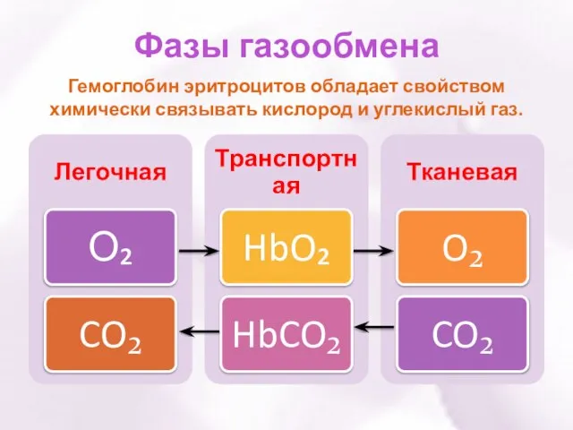 Фазы газообмена Гемоглобин эритроцитов обладает свойством химически связывать кислород и углекислый газ.