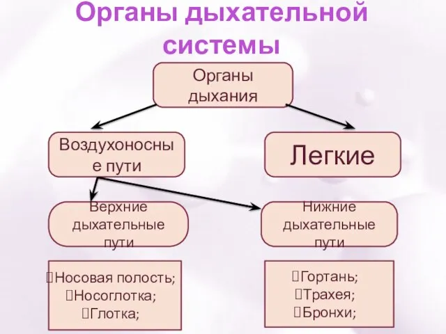 Органы дыхательной системы Органы дыхания Воздухоносные пути Легкие Верхние дыхательные пути Нижние