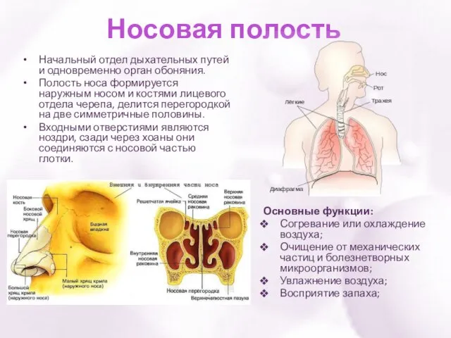 Носовая полость Основные функции: Согревание или охлаждение воздуха; Очищение от механических частиц