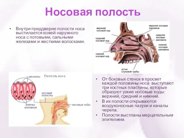 Носовая полость Внутри преддверие полости носа выстилается кожей наружного носа с потовыми,