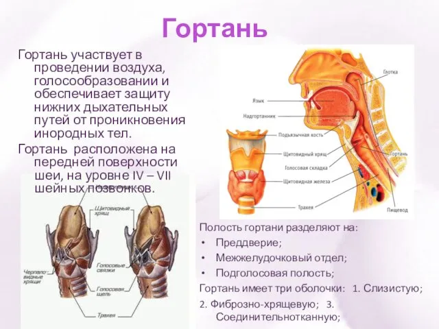 Гортань Гортань участвует в проведении воздуха, голосообразовании и обеспечивает защиту нижних дыхательных