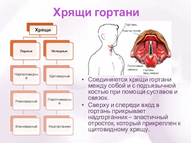 Хрящи гортани Соединяются хрящи гортани между собой и с подъязычной костью при