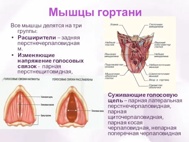 Мышцы гортани Все мышцы делятся на три группы: Расширители – задняя перстнечерпаловидная