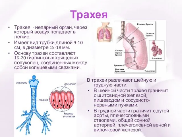 Трахея Трахея - непарный орган, через который воздух попадает в легкие. Имеет