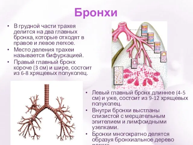 Бронхи В грудной части трахея делится на два главных бронха, которые отходят