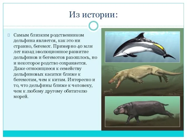 Из истории: Самым близким родственником дельфина является, как это ни странно, бегемот.