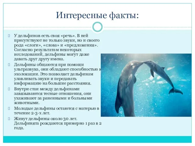 Интересные факты: У дельфинов есть своя «речь». В ней присутствуют не только