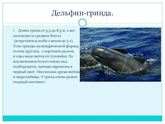 Дельфин-гринда. Длина гринд от 3,5 до 8,5 м, а вес составляет в