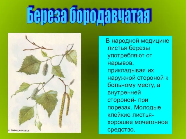 В народной медицине листья березы употребляют от нарывов, прикладывая их наружной стороной