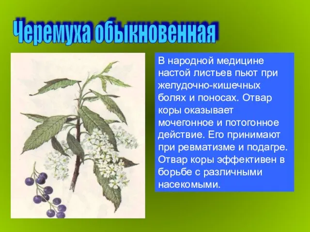 В народной медицине настой листьев пьют при желудочно-кишечных болях и поносах. Отвар