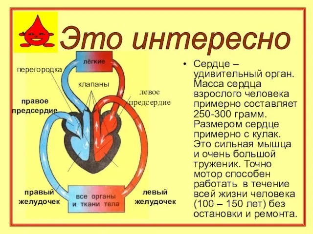 Это интересно Сердце – удивительный орган. Масса сердца взрослого человека примерно составляет