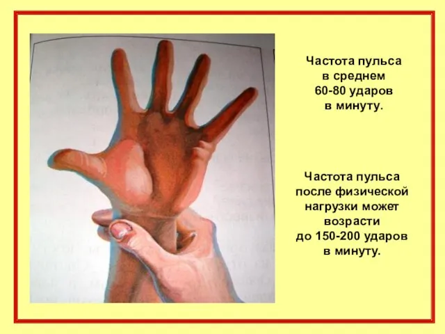 Частота пульса после физической нагрузки может возрасти до 150-200 ударов в минуту.