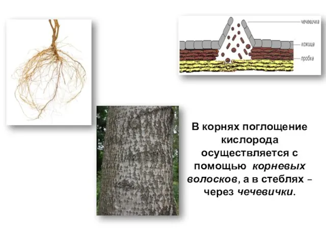 В корнях поглощение кислорода осуществляется с помощью корневых волосков, а в стеблях – через чечевички.