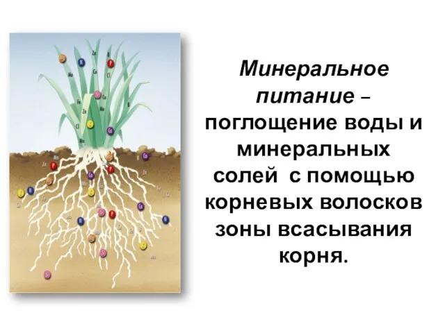 Минеральное питание – поглощение воды и минеральных солей с помощью корневых волосков зоны всасывания корня.