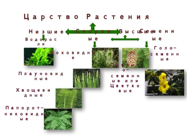 Царство Растения Водоросли Высшие Низшие Споровые Семенные Моховидные Плауновидные Хвощевидные Папорот- никовидные