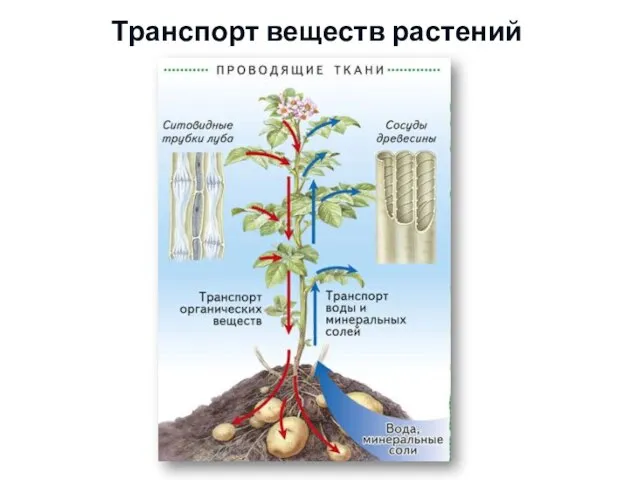 Транспорт веществ растений