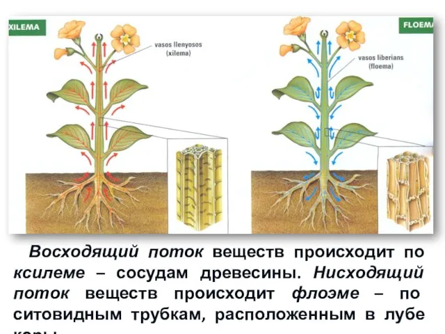 Восходящий поток веществ происходит по ксилеме – сосудам древесины. Нисходящий поток веществ