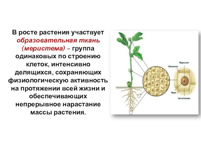 В росте растения участвует образовательная ткань (меристема) – группа одинаковых по строению