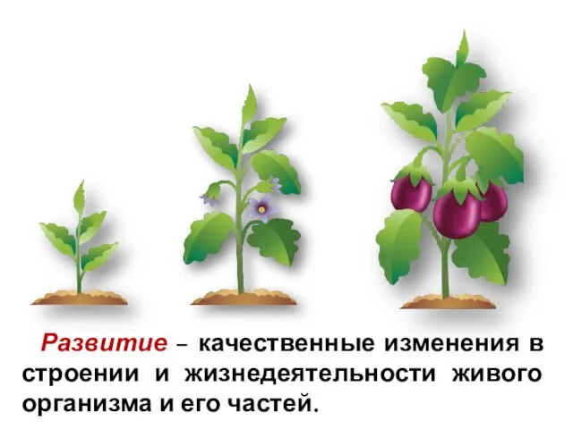 Развитие – качественные изменения в строении и жизнедеятельности живого организма и его частей.