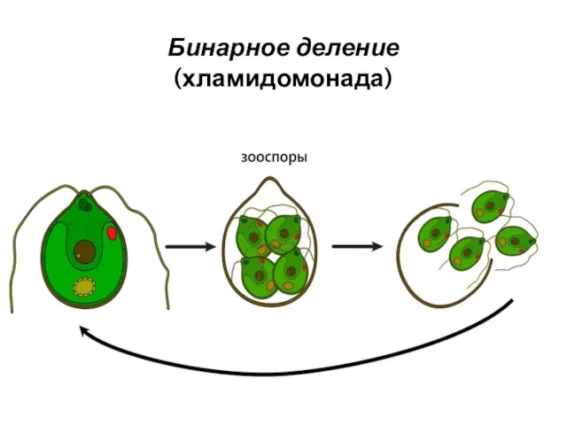 Бинарное деление (хламидомонада)