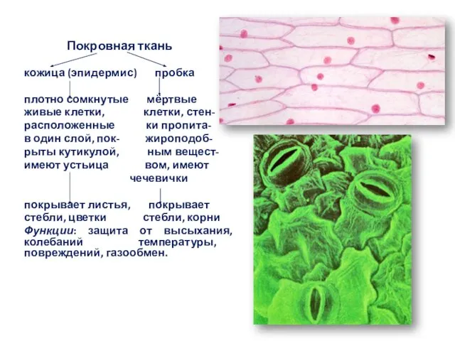 Покровная ткань кожица (эпидермис) пробка плотно сомкнутые мёртвые живые клетки, клетки, стен-