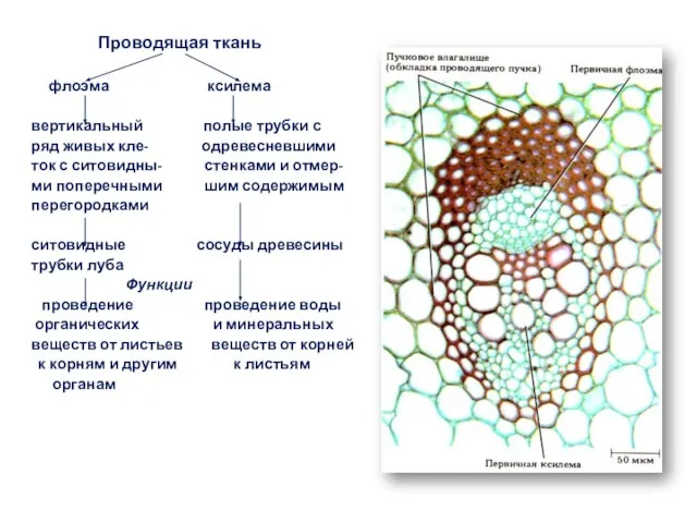 Проводящая ткань флоэма ксилема вертикальный полые трубки с ряд живых кле- одревесневшими