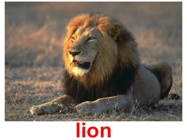 lion