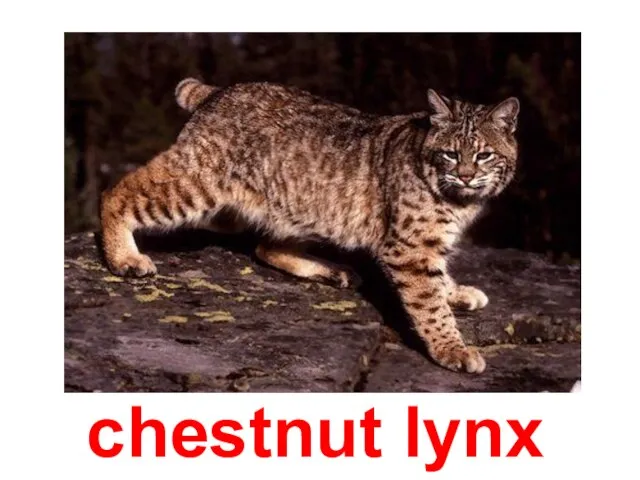 chestnut lynx