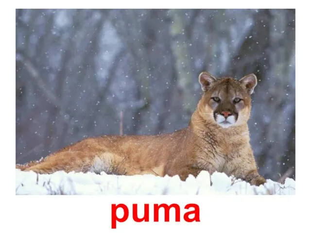 puma