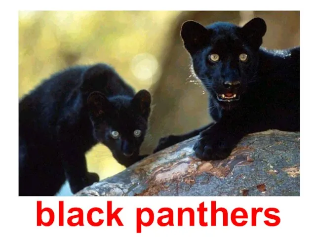 black panthers