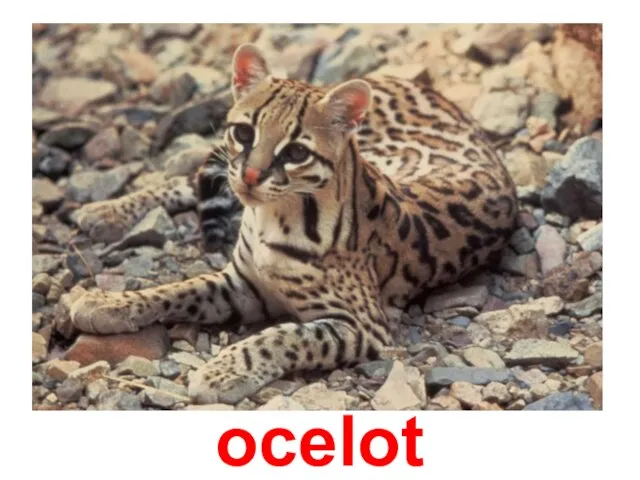 ocelot